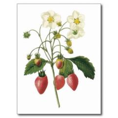 Botanique Fraise