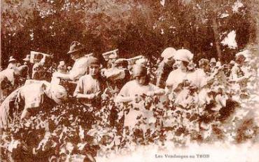 Le Thor- Vendangeuses ca 1920