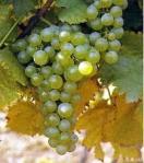 Chasselas