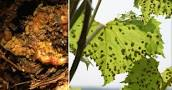 feuilles_malades_phylloxera